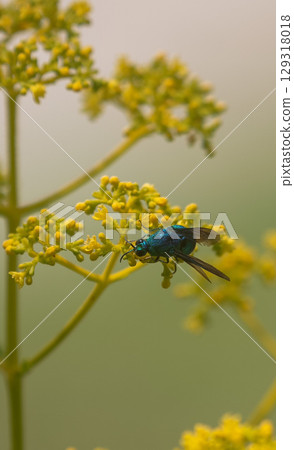 Ominaeshi and giant oak 129318018