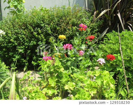 小島花卉協會花園裡的粉紅色、白色、紅色和黃色百日菊花 129318230