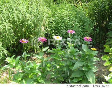 Pink and white zinnia flowers in the Kojima Flower Society flower garden 129318236