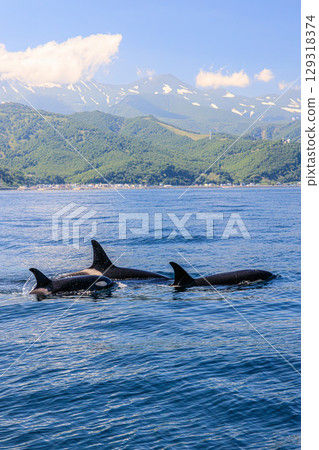 A mother and baby killer whale raised in the natural environment of the Shiretoko Peninsula 129318374