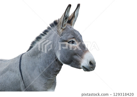donkey house isolated on white background donkey house isolated on white background 129318420