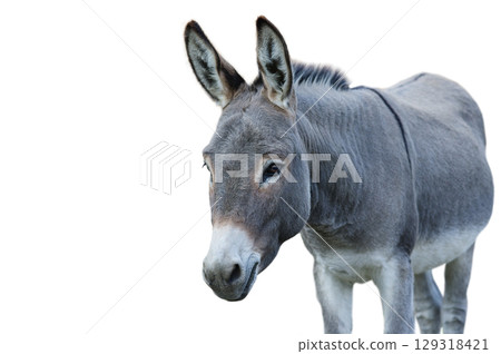 donkey house isolated on white background 129318421