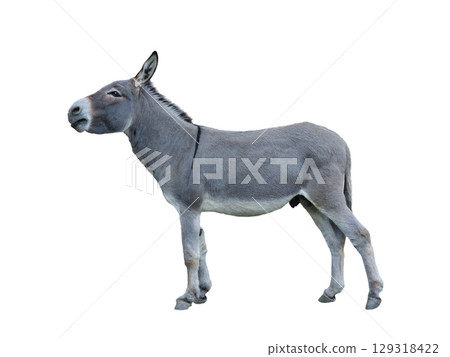 donkey house isolated on white background 129318422