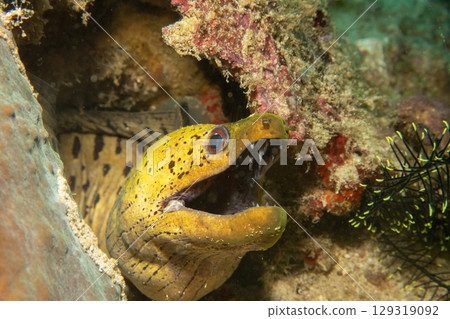A close-up photo of a yellow Fimbriated moray with open mouth looking out from a coral reef 129319092