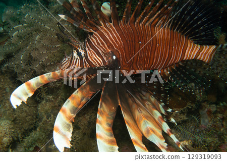 Red lionfish - one of the dangerous coral reef fish. Beautiful and dangerous animals. Red lionfish - one of the dangerous coral reef fish. Beautiful and dangerous animals. 129319093