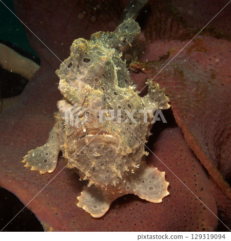 A painted frogfish, Antennarius pictus hiding in a marine environment. 129319094