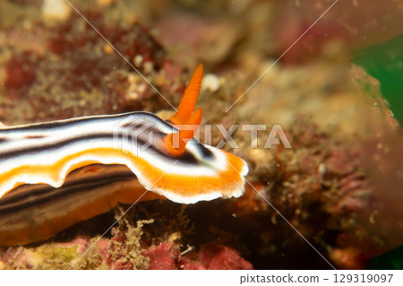 A close-up picture of a beautiful nudibranch, Magnificent Chromodoris, or Chromodoris magnifica 129319097