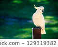 Yellow-crested cockatoo (Cacatua sulphurea) sitting on a pole 129319382