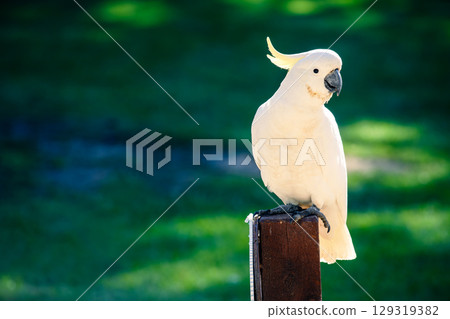 Yellow-crested cockatoo (Cacatua sulphurea) sitting on a pole Yellow-crested cockatoo (Cacatua sulphurea) sitting on a pole 129319382