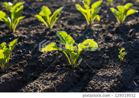 Healthy spinach seedlings thrive in rich soil, basking in sunlight on a farm, showcasing new growth in organized rows 129319552