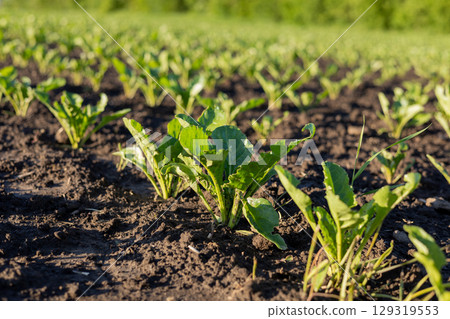 Rows of vibrant green plants are emerging from rich soil in a farm field under bright sunlight, indicating a productive growing season 129319553