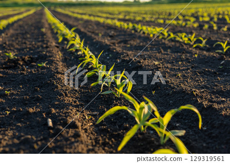 Fresh green sprouts rise from rich soil on a farm, basking in the afternoon sun under a clear sky, signaling the start of new growth Fresh green sprouts rise from rich soil on a farm, basking in the afternoon sun under a clear sky, signaling the start of new growth 129319561