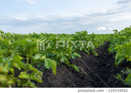 Rows of healthy potato plants thrive in dark soil while clouds drift across the sky on a warm summer afternoon in the countryside 129319562