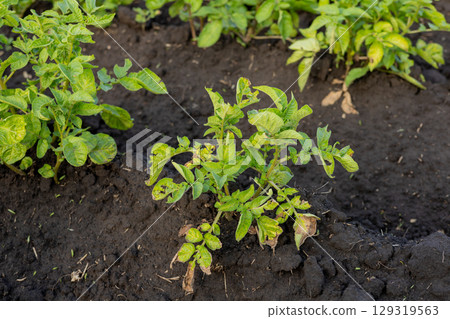 Green potato plants thrive in rich soil, reaching towards the sun in a well-tended garden during spring 129319563