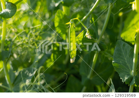 A fresh green pea pod dangles from its vine, surrounded by lush foliage under bright sunlight, showcasing the beauty of springtime growth 129319569