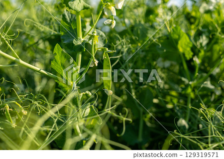 Vibrant green pea plants thrive in sunlight, showcasing fresh pods among dense foliage in a fertile field 129319571