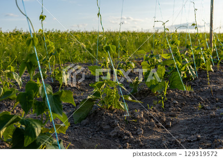 Bean plants are thriving in a well-maintained field under bright skies, demonstrating healthy growth in early summer conditions Bean plants are thriving in a well-maintained field under bright skies, demonstrating healthy growth in early summer conditions 129319572