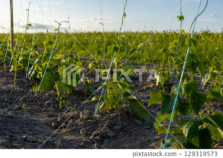 Young bean plants are secured with strings, thriving in fertile soil under a bright afternoon sky on a rural farmland Young bean plants are secured with strings, thriving in fertile soil under a bright afternoon sky on a rural farmland 129319573