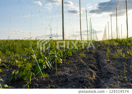 Rows of young vines stretch across a fertile field, absorbing sunlight as the day winds down, showcasing farm productivity and growth Rows of young vines stretch across a fertile field, absorbing sunlight as the day winds down, showcasing farm productivity and growth 129319574