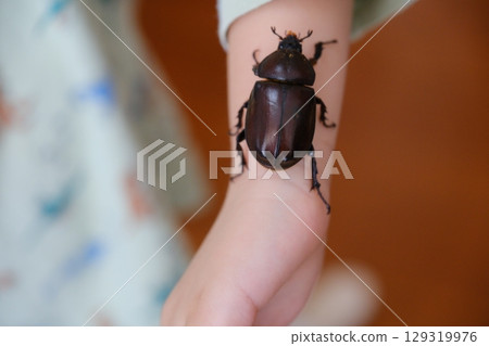 孩子手臂上抱著一隻犀牛甲蟲 孩子手臂上抱著一隻犀牛甲蟲 129319976