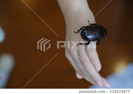 一名小學生抱著一隻犀牛甲蟲 129319977