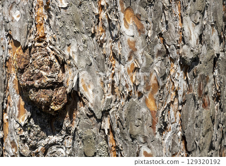 Maritime Pine, Pinus pinaster trunk symbol. Texture made of maritime pine tree bark. Beautiful Maritime Pine, Pinus pinaster trunk background. Conceptual image. Peaceful nature. Maritime Pine, Pinus pinaster trunk symbol. Texture made of maritime pine tree bark. Beautiful Maritime Pine, Pinus pinaster trunk background. Conceptual image. Peaceful nature. 129320192