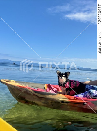 波美奇瓦狗騎著皮划艇 波美奇瓦狗騎著皮划艇 129320657