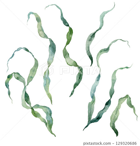 Watercolor seaweed laminaria set. Underwater plant illustration isolated on white background. For design, prints, fabric or background. 129320686