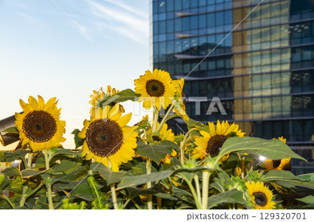 Sunflowers shining in the sunset between buildings Sunflowers shining in the sunset between buildings 129320701