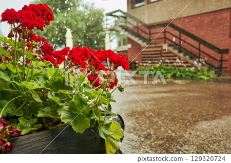 Potted plant with red flowers is sitting on a sidewalk in the rain Potted plant with red flowers is sitting on a sidewalk in the rain 129320724