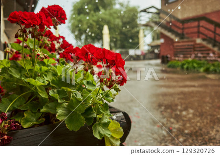 Potted plant with red flowers sits on a sidewalk in the rain Potted plant with red flowers sits on a sidewalk in the rain 129320726