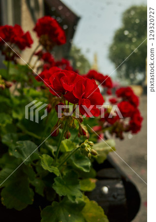 Bunch of red flowers in a pot. Rain. 129320727