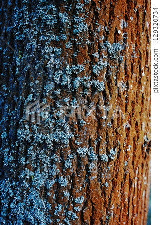 Tree trunk covered in moss and lichen. Vertical composition ideal for phone wallpaper or minimal nature backgrounds. 129320734