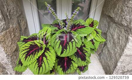 Vibrant coleus plant with purple flowers against stone window frame. Pland with green-burgundy leaves and purple flowers Vibrant coleus plant with purple flowers against stone window frame. Pland with green-burgundy leaves and purple flowers 129320739