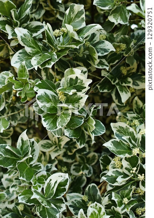 Bush with green and white leaves. Vertical background. Wallpapers phone. 129320751