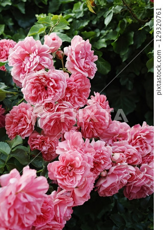 Bunch of pink flowers are in a garden. Vertical background. Wallpapers phone. 129320761