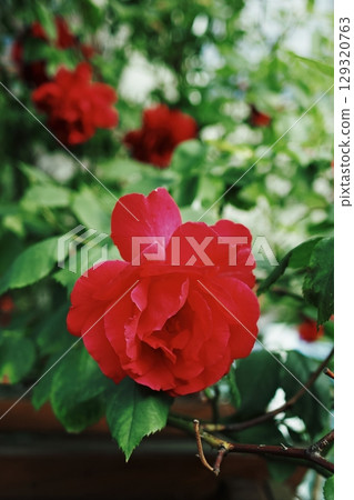 Red rose is the main focus of the image, surrounded. Vertical background. Wallpapers phone. 129320763