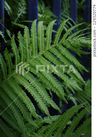 Leafy green plant with a blue fence in the background. Vertical background. Wallpapers phone. Leafy green plant with a blue fence in the background. Vertical background. Wallpapers phone. 129320774