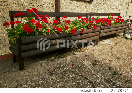 Row of potted plants with red flowers sit on a sidewalk 129320775