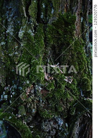 Tree trunk covered in moss. Vertical composition ideal for phone wallpaper or minimal nature backgrounds. 129320776
