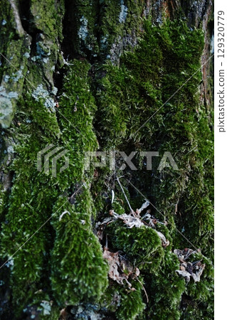 Tree trunk covered in green moss. Vertical composition ideal for phone wallpaper or minimal nature backgrounds. 129320779