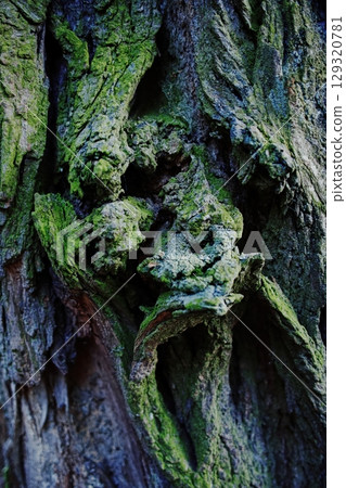 Tree trunk covered in green moss. Vertical composition ideal for phone wallpaper or minimal nature backgrounds. Tree trunk covered in green moss. Vertical composition ideal for phone wallpaper or minimal nature backgrounds. 129320781