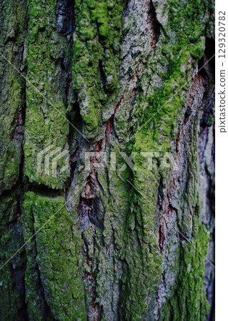 Tree trunk covered in green moss. Vertical composition ideal for phone wallpaper or minimal nature backgrounds. 129320782