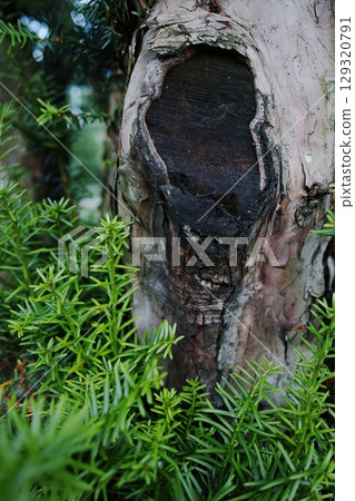 Tree trunk with a hole in it and green leaves surrounding it. Vertical composition ideal for phone wallpaper or minimal nature backgrounds. 129320791