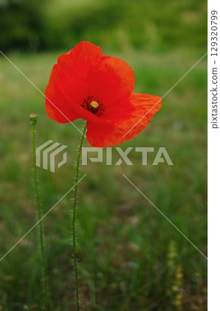 Red poppy flower is standing in a field of green grass. Vertical background. Wallpapers phone. 129320799