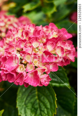 Pink and white flower with a green stem Pink and white flower with a green stem 129320803