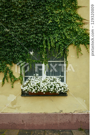 Window with a white curtain and a plant in a pot 129320809