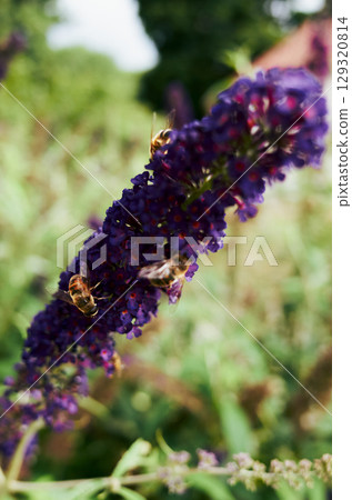 Two bees are on a purple flower Two bees are on a purple flower 129320814