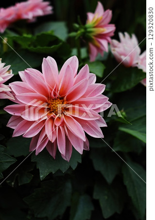 Close up of a pink flower with a yellow center. Vertical background. Wallpapers phone. 129320830