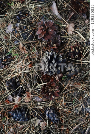 Pile of pine cones on the ground. Vertical composition ideal for phone wallpaper or minimal nature backgrounds. Pile of pine cones on the ground. Vertical composition ideal for phone wallpaper or minimal nature backgrounds. 129320833